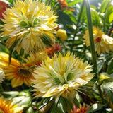 Big Face Flower Seeds