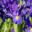 💕Iris (Phalaenopsis) Orchid Flower, Perennial Flower