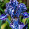 Black Starry Night-Rare Iris Seeds