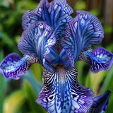 Twilight Blaze-Rare Iris Seeds ⚜️
