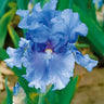 💕Iris (Phalaenopsis) Orchid Flower, Perennial Flower