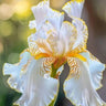 Rare Iris Seeds ⚜️