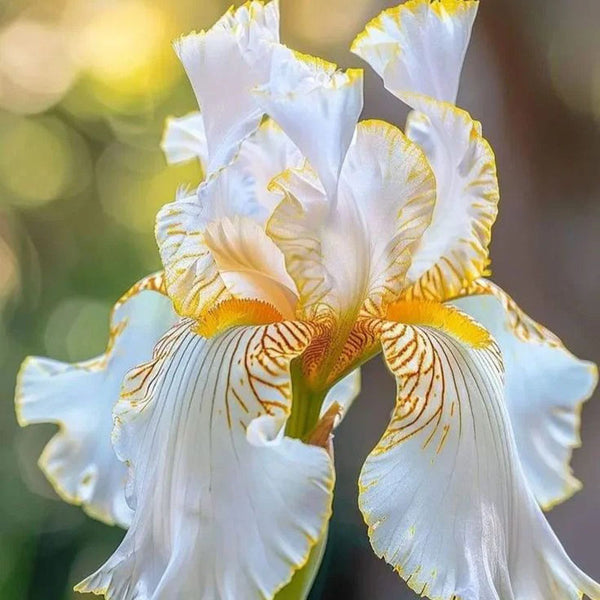Golden Veil-Rare Iris Seeds⚜️