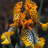 Black Starry Night-Rare Iris Seeds