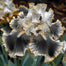Stardust Snow-Rare Iris Seeds ⚜️