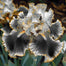 Rare Iris Seeds ⚜️