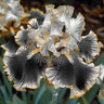 Black Starry Night-Rare Iris Seeds