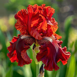 Twilight Blaze-Rare Iris Seeds ⚜️