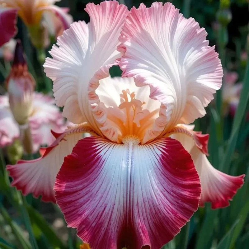 Twilight Blaze-Rare Iris Seeds ⚜️