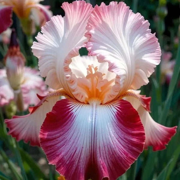 Pink fruit-Rare Iris Seeds⚜️