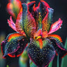 Black Starry Night-Rare Iris Seeds
