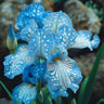 Black Starry Night-Rare Iris Seeds