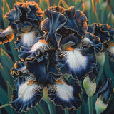 Twilight Blaze-Rare Iris Seeds ⚜️