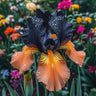 Black Starry Night-Rare Iris Seeds