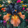 Lilac Dream-Rare Iris Seeds