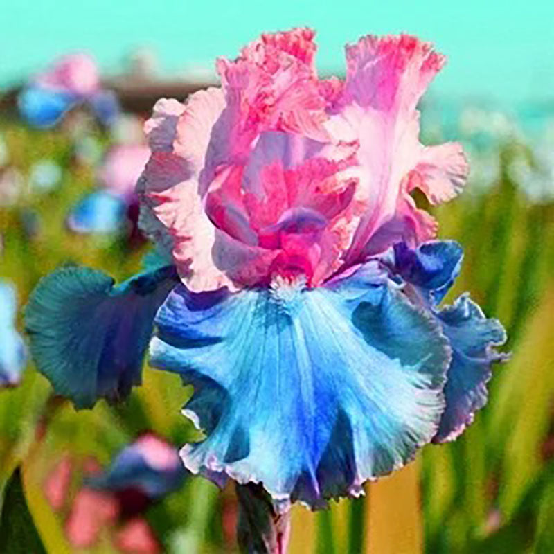 Twilight Blaze-Rare Iris Seeds ⚜️
