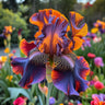 Cotton Candy Dream-Rare Iris Seeds⚜️