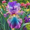 Cotton Candy Dream-Rare Iris Seeds⚜️