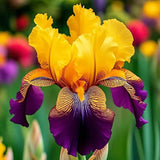 Twilight Blaze-Rare Iris Seeds ⚜️
