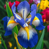Rare Iris Seeds ⚜️