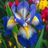 Twilight Blaze-Rare Iris Seeds ⚜️