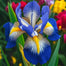 Royal Sunset-Rare Iris Seeds⚜️