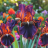 Cotton Candy Dream-Rare Iris Seeds⚜️