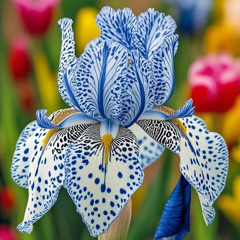 Twilight Blaze-Rare Iris Seeds ⚜️