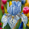 Cotton Candy Dream-Rare Iris Seeds⚜️