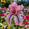 Cotton Candy Dream-Rare Iris Seeds⚜️
