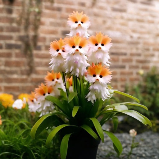 Amazing plants! Cat's eye dazzle