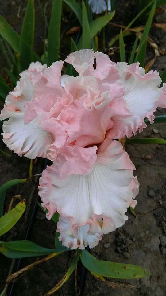 Iris 'Pink Bubbles'