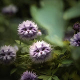 Amazing Purple Tiger face flower Seeds
