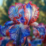 Black Starry Night-Rare Iris Seeds