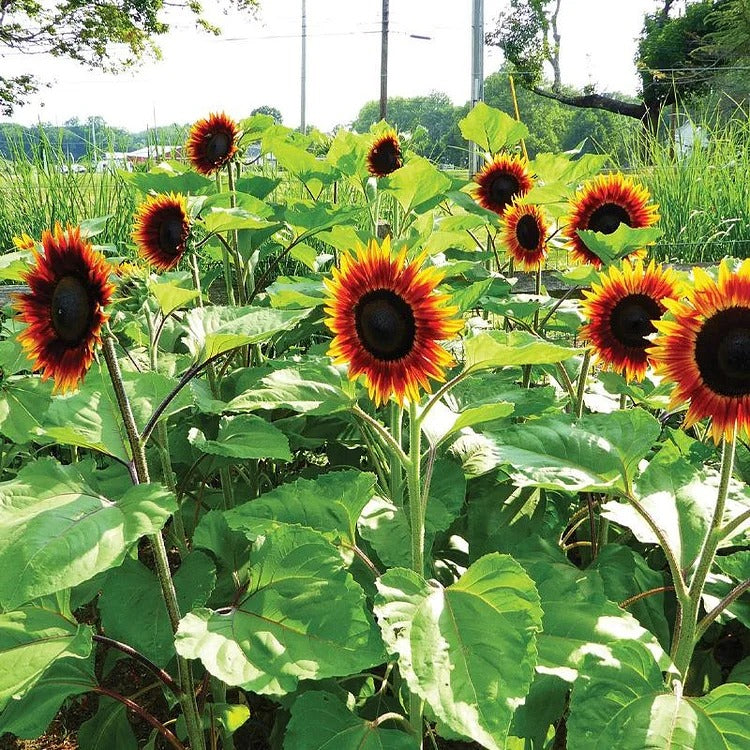 Sunflower, Fire Catcher Seeds