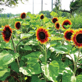 Sunflower, Fire Catcher Seeds
