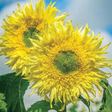 Sunflower, Zeus Hybrid Seeds