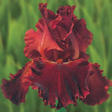 'Play with Fire' Bearded Iris
