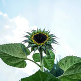 Sunflower Seeds - SunFill Purple