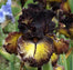 💕Iris (Phalaenopsis) Orchid Flower, Perennial Flower