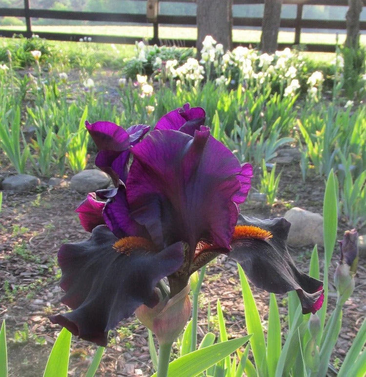 Iris Germanica 'Dracula's Kiss'