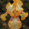 🔥【Limited Time Sale】🌺Iris Seeds - Rare Species