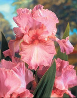 Iris 'Pink Bubbles'