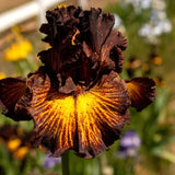 Sorbonne Bearded Iris