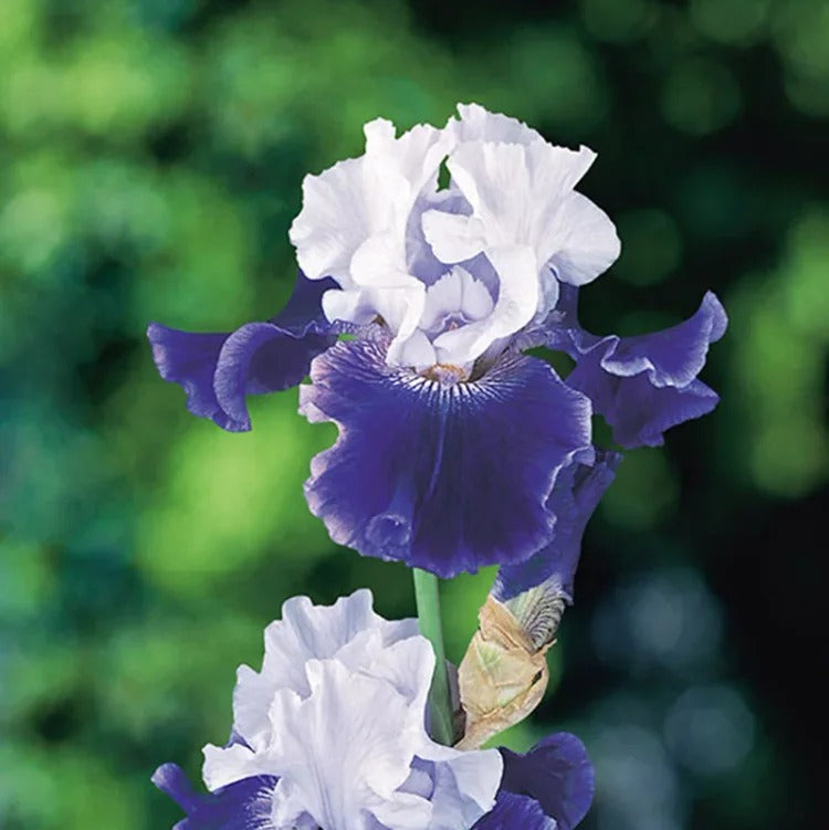 Iris Germanica 'Over Alaska'