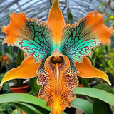 🔥【Limited Time Sale】🌺Iris Seeds - Rare Species