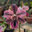 🔥【Limited Time Sale】🌺Iris Seeds - Rare Species