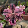 🔥【Limited Time Sale】🌺Iris Seeds - Rare Species