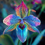 🔥【Limited Time Sale】🌺Iris Seeds - Rare Species