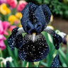 Black Starry Night-Rare Iris Seeds